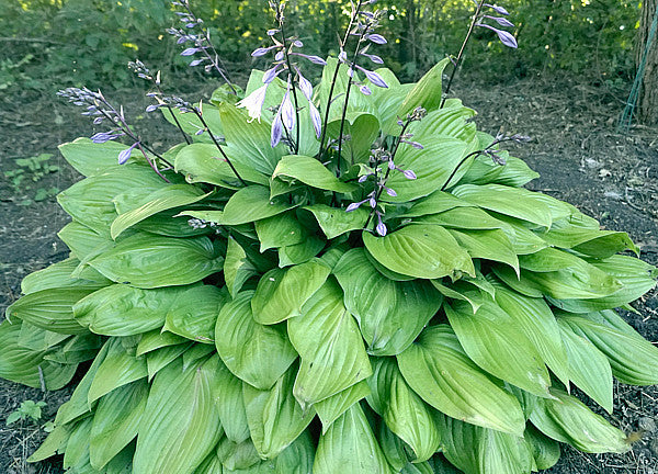 First Blush Hosta Plants online shopping