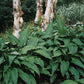 Green Fountain Hosta Plants online shopping