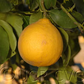 Bergamot Sour Orange Hybrid Budwood citrus plant material online shopping