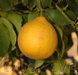 Bergamot Sour Orange Hybrid Budwood citrus plant material online shopping