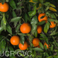 King Tangor Mandarin Budwood citrus plant material online shopping