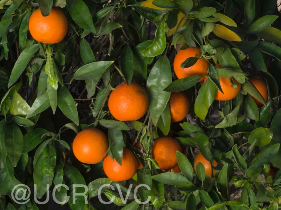 King Tangor Mandarin Budwood citrus plant material online shopping