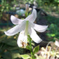 Ginsu Knife Hosta Plants online shopping