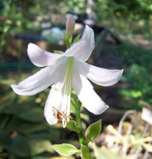 Ginsu Knife Hosta Plants online shopping