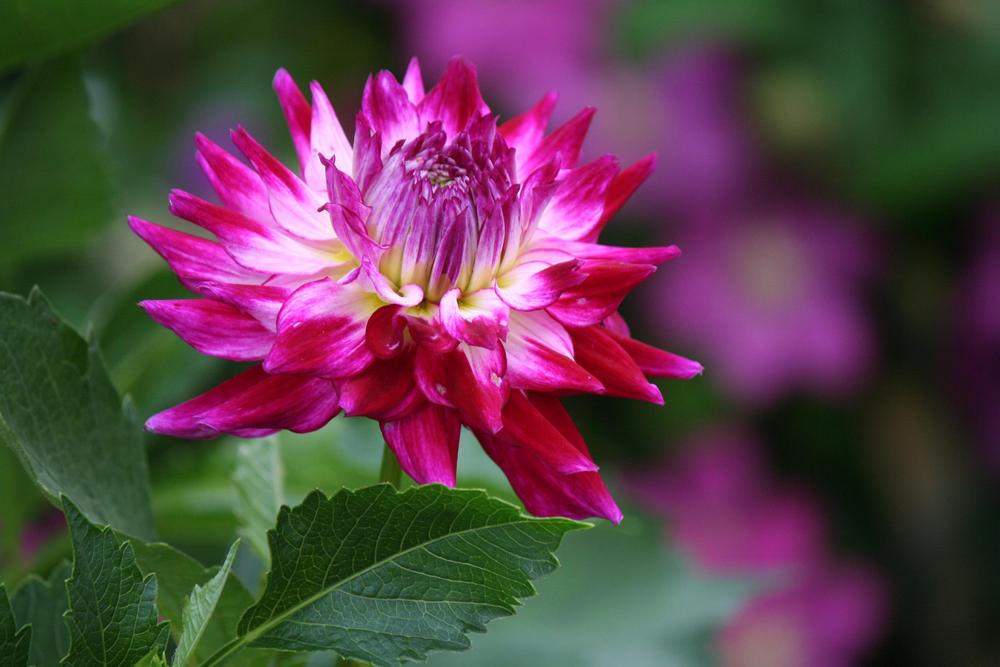 Spoiled Rotten Dahlia