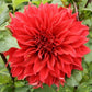 Envy Dahlia Plants online shopping