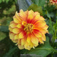 Flamethrower Dahlia