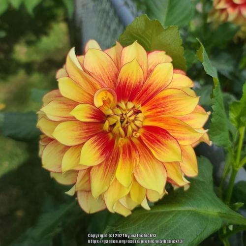 Flamethrower Dahlia