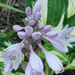 Sharp Dressed Man Hosta Plants online shopping