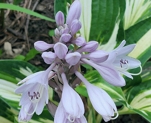 Sharp Dressed Man Hosta Plants online shopping