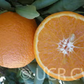 USDA 6-15-150 Mandarin Budwood citrus plant material online shopping