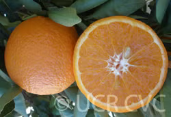 USDA 6-15-150 Mandarin Budwood citrus plant material online shopping