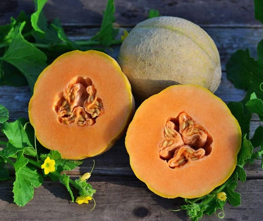 Halona F1 Melon