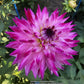 Enchantress Dahlia Plants online shopping