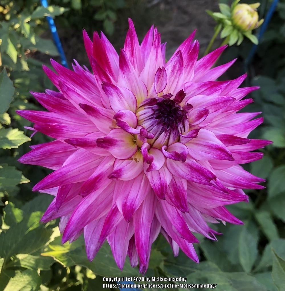 Enchantress Dahlia Plants online shopping