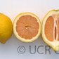 Italian Pink Fleshed Lemon Budwood citrus plant material online shopping