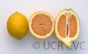 Italian Pink Fleshed Lemon Budwood citrus plant material online shopping