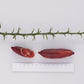 Maroon Gem Australian Finger Lime Budwood citrus plant material online shopping