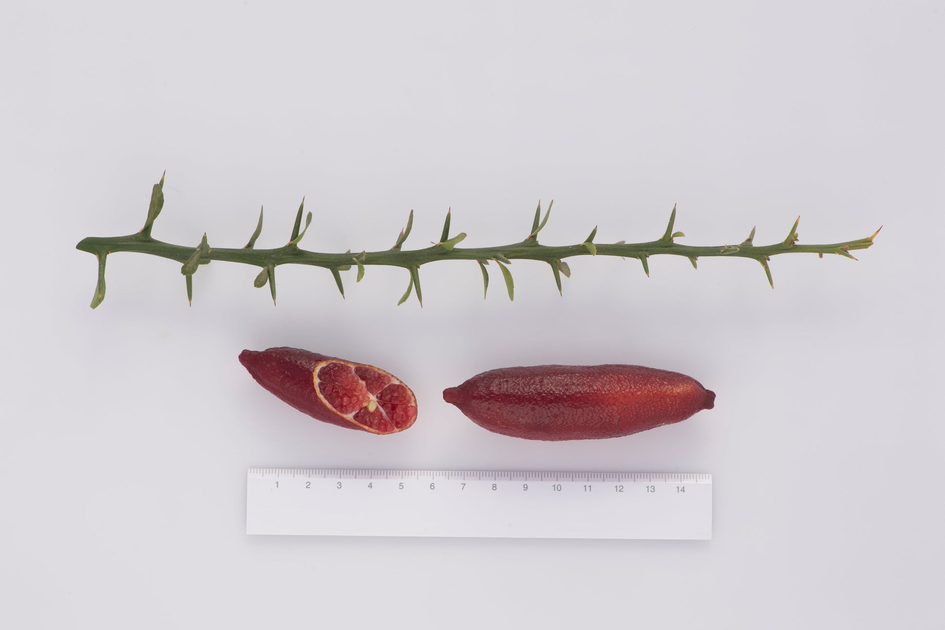 Maroon Gem Australian Finger Lime Budwood citrus plant material online shopping