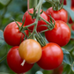 Mountain Magic Tomato