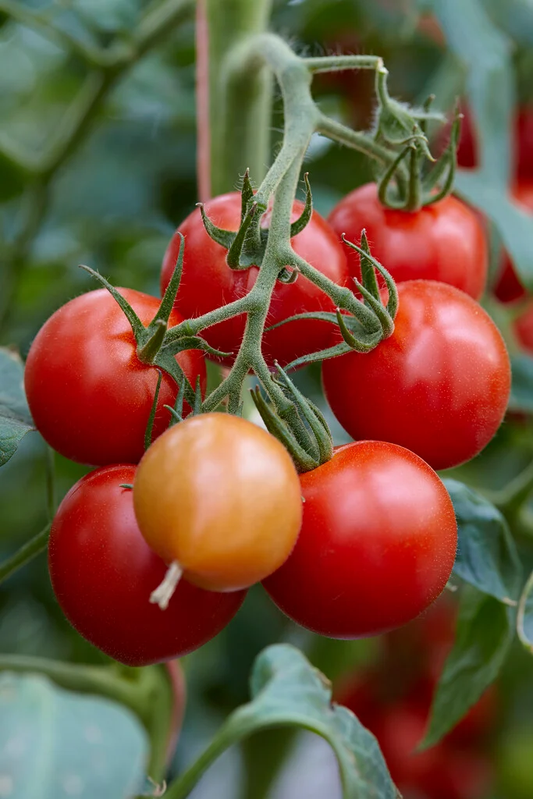 Mountain Magic Tomato Seeds online shopping