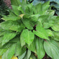 First Blush Hosta Plants online shopping