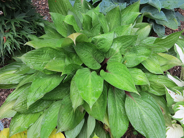 First Blush Hosta Plants online shopping