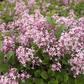 Palibin Dwarf Korean Lilac