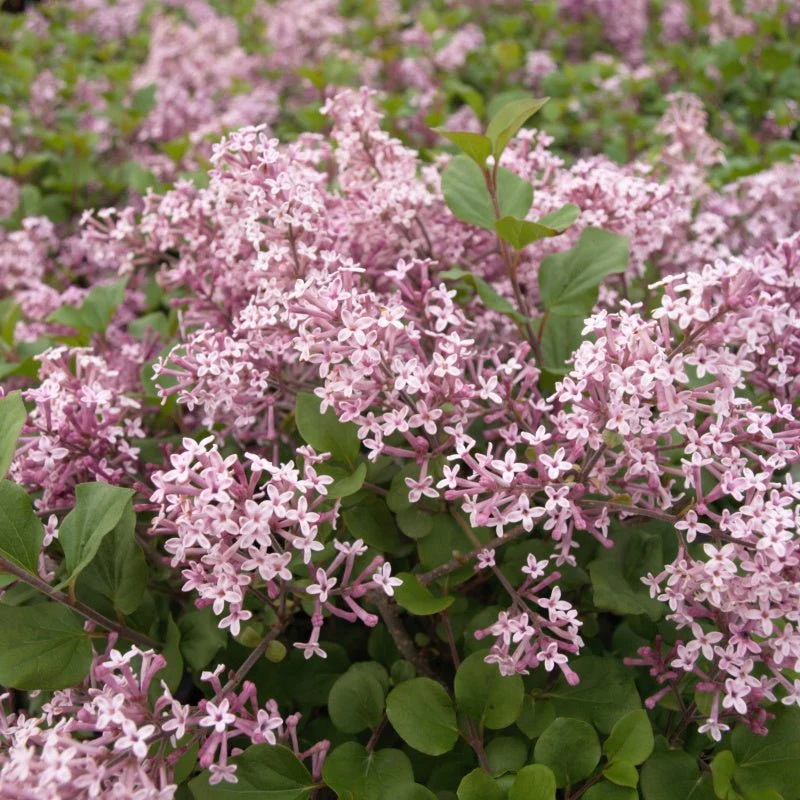 Palibin Dwarf Korean Lilac