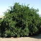 Cleopatra Mandarin Budwood citrus plant material online shopping