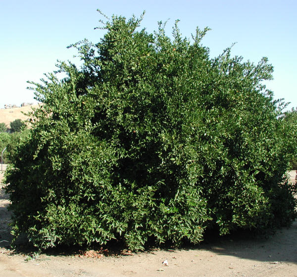 Cleopatra Mandarin Budwood citrus plant material online shopping