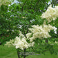 Ivory Silk® Japanese Tree Lilac lilac plant online shopping