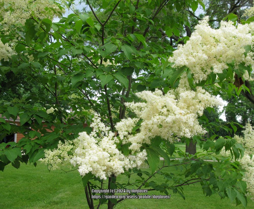 Ivory Silk® Japanese Tree Lilac lilac plant online shopping