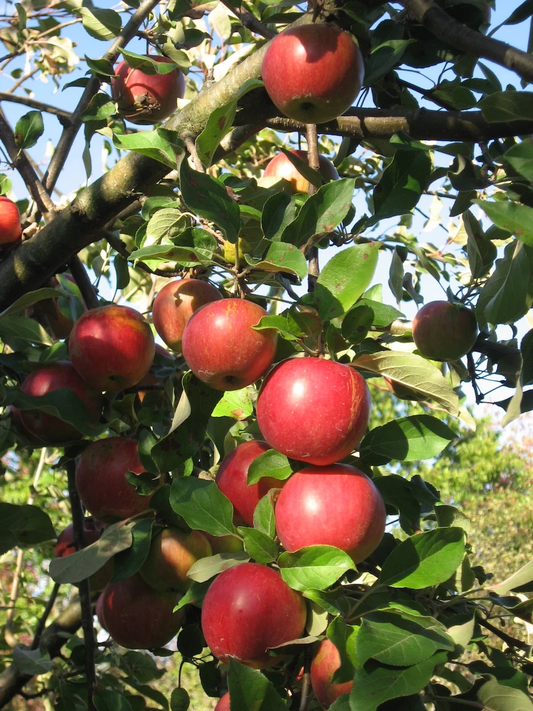 Sweet Sixteen Apple Tree