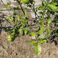 Kuharski Citrange Seed citrus plant material online shopping