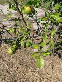Kuharski Citrange Seed citrus plant material online shopping