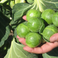 Nautic Coated Organic Brussels Sprout