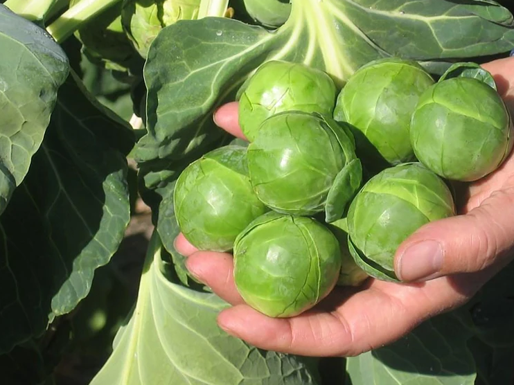 Nautic Coated Organic Brussels Sprout