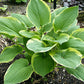 Glacial Towers Hosta Plants online shopping