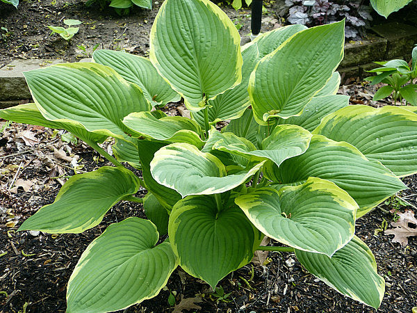 Glacial Towers Hosta Plants online shopping