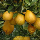 Centennial Variegated Kumquat Plant citrus plant material online shopping