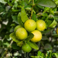 Mexican Lime Budwood citrus plant material online shopping
