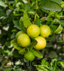 Mexican Lime Budwood citrus plant material online shopping