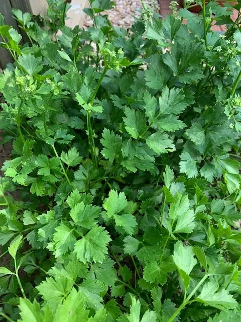 Amsterdam Cutting Leaf Celery