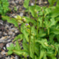Hosta minor Plants online shopping