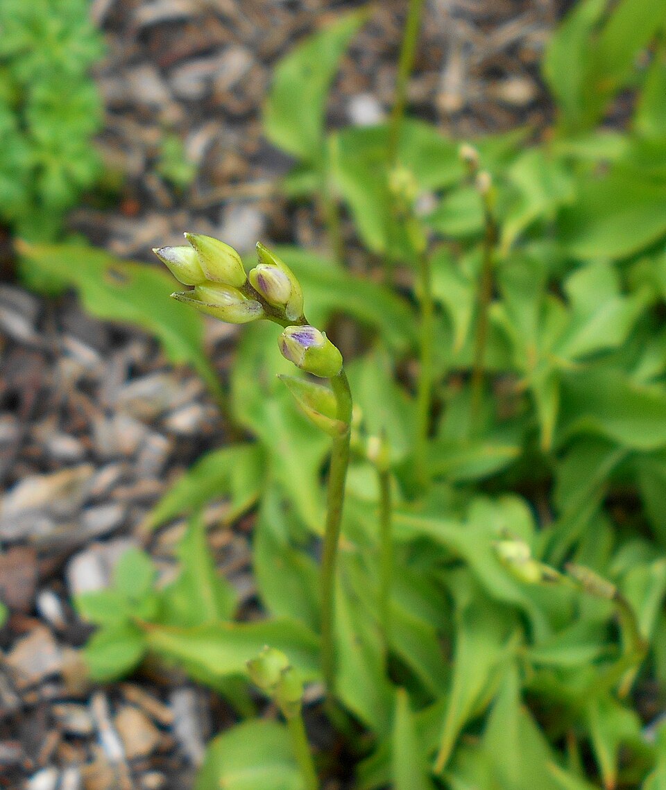 Hosta minor Plants online shopping