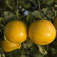 Santa Barbara Tangelo Mandarin Budwood citrus plant material online shopping