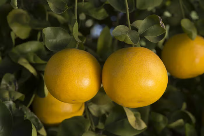 Santa Barbara Tangelo Mandarin Budwood citrus plant material online shopping