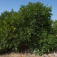 Citrondarin Trifoliate x Satsuma Mandarin Budwood citrus plant material online shopping
