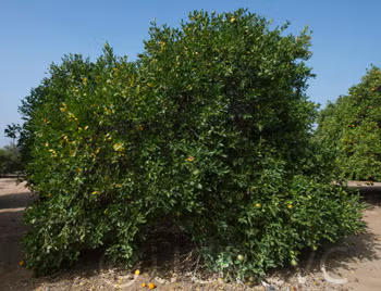 Citrondarin Trifoliate x Satsuma Mandarin Budwood citrus plant material online shopping